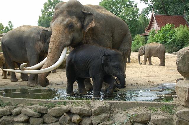 dierentuin emmen_0891